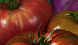 Red tomatoes